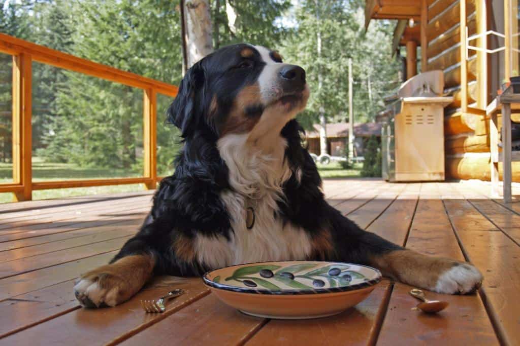 5 Ways to Take the Stress Out of Caring for Your Dog