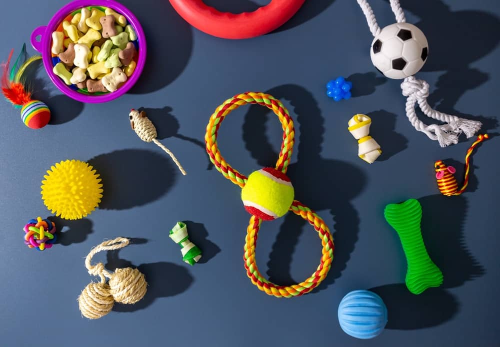 The Cutest Kitten Accessories on Amazon