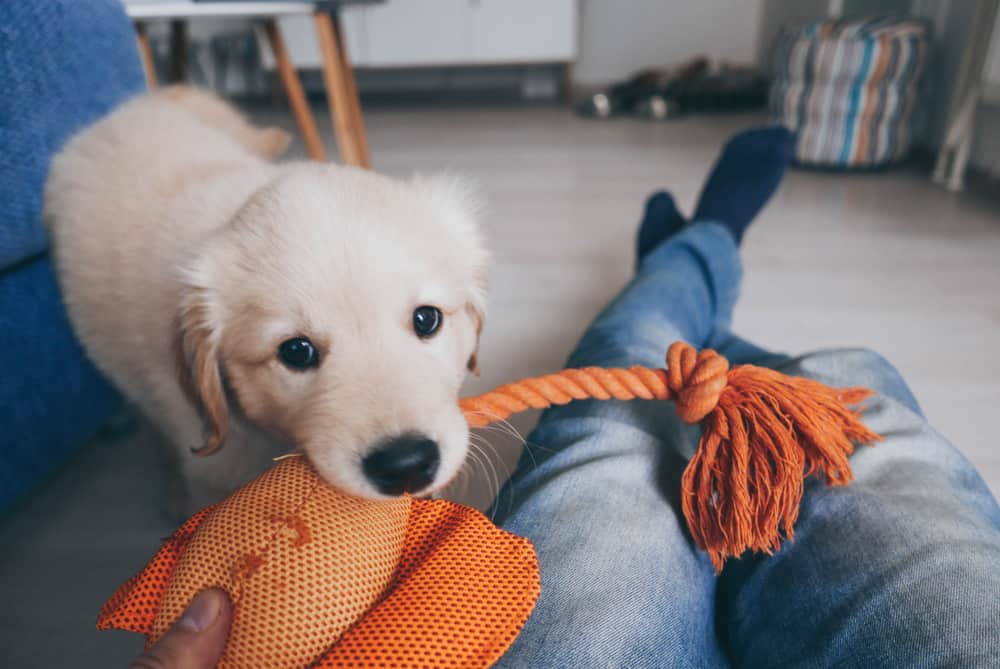 Best-Selling Puppy Toys on Amazon