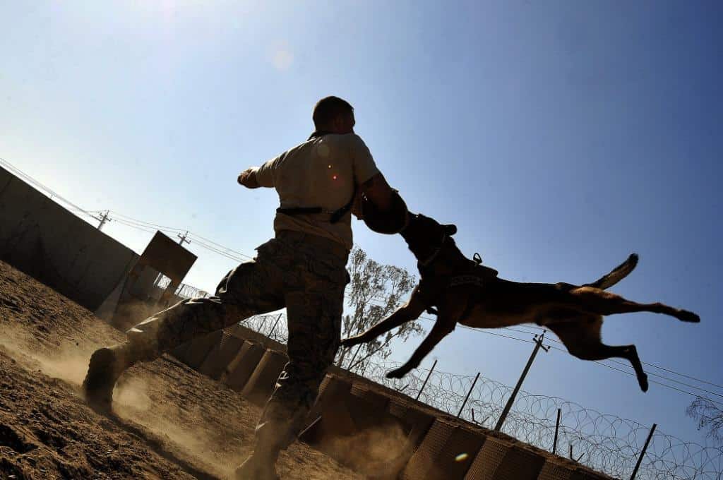 Important Steps To Take After Suffering A Dog Bite