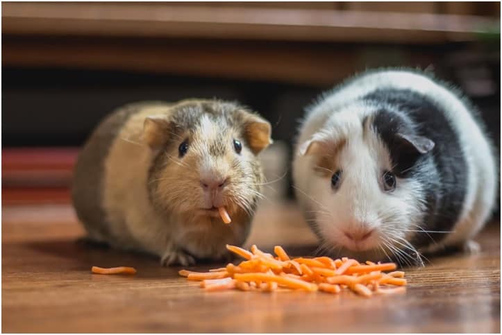Looking for a Pet for Your Child? Here Are Some Great Options